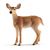 White-Tailed Doe