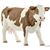 COW SIMMENTAL