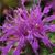 BALMY? 'LILAC BEEBALM