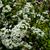 SNOWMOUND SPIREA