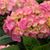 LET'S DANCE® BIG EASY® BIGLEAF HYDRANGEA PW®