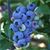 Lowbush Blueberry