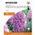 HYACINTHUS PURPLE 10 BULBS