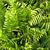 BOSTON FERN HB 10IN