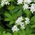 SWEET WOODRUFF 