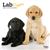 Lab Puppies 2024 Mini 7x7