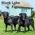 Labrador Retrievers, Black 2024 Square