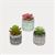 Gerson Company Potted Artificial Succulent, 3 Astd 3.5"